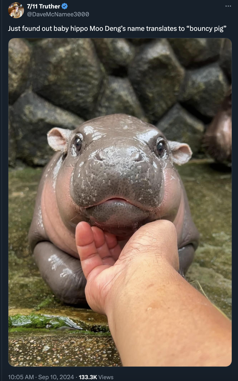 moo deng memes - Khao Kheow Open Zoo - 711 Truther Just found out baby hippo Moo Deng's name translates to